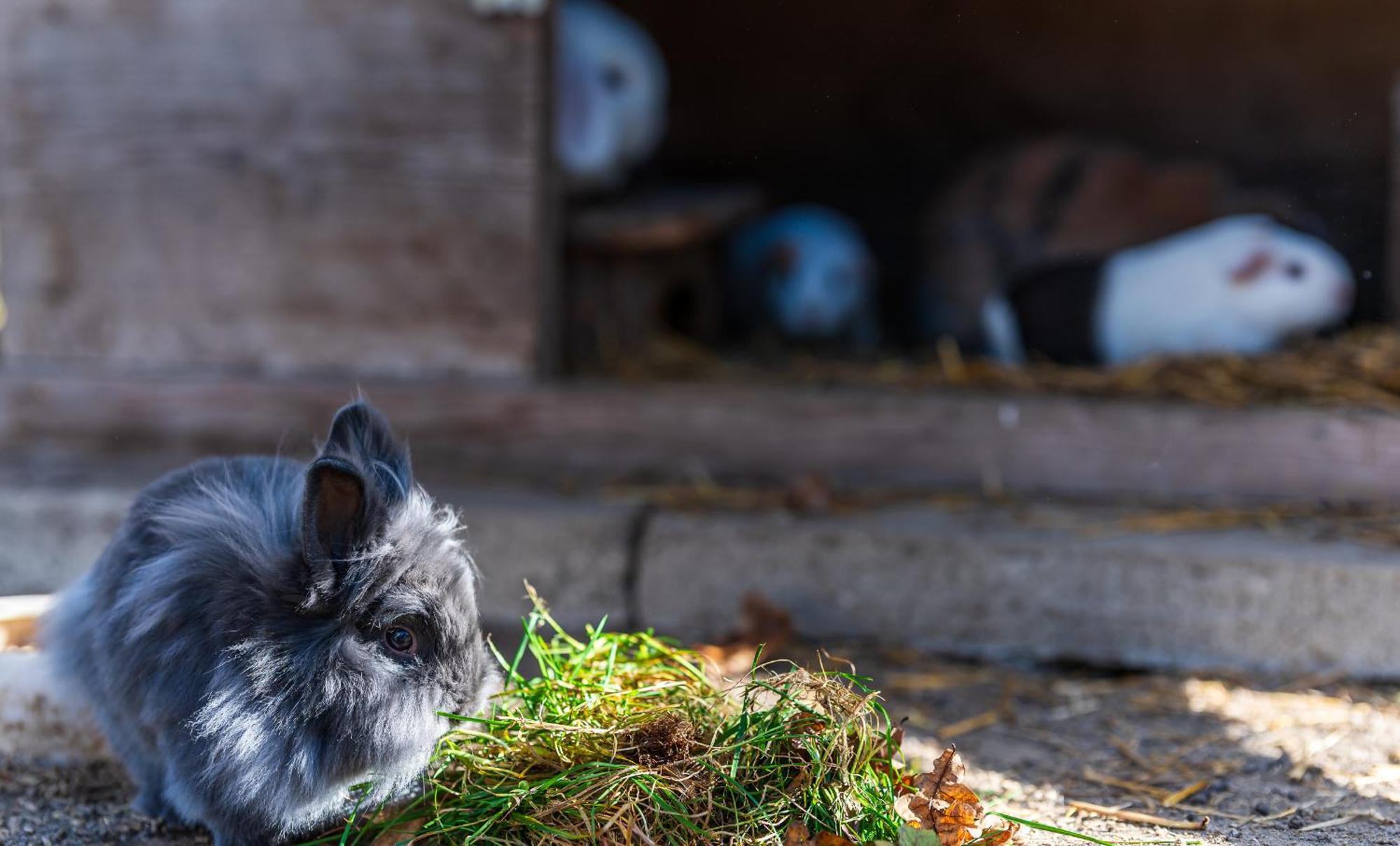 Ubytování na samotě - Apartmán U Tesařů Komarice Exteriér fotografie