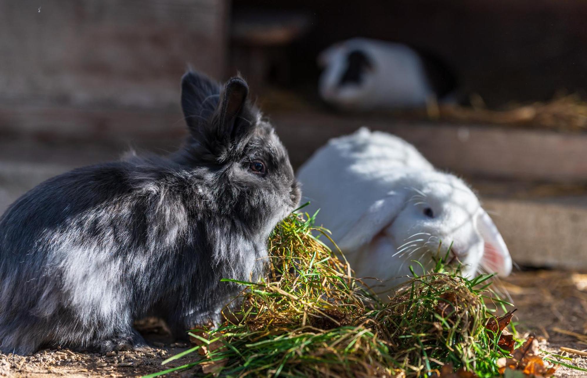 Ubytování na samotě - Apartmán U Tesařů Komarice Exteriér fotografie
